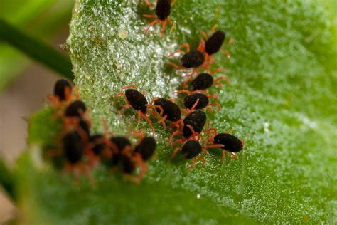 Pasture pests - Red legged Earth Mite
