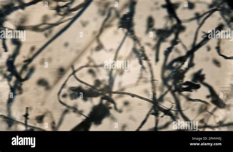 Dust under the microscope Stock Videos & Footage - HD and 4K Video Clips - Alamy