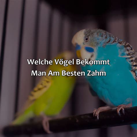 Welche Vögel Bekommt Man Am Besten Zahm VogelWunderland