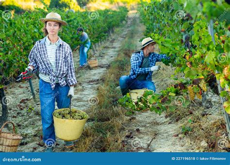 Agricultora Llevando Cubo Con Uvas Cosechadas En Viñedos Foto de