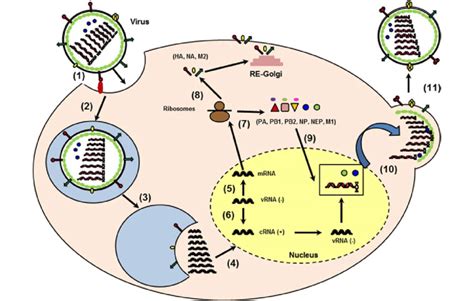 Schematic Representation Of The Replication Cycle Of Iav The Viral Ha