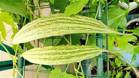 Fastest Way To Grow Bitter Melon Ampalaya Bitter Gourd Karela Manila