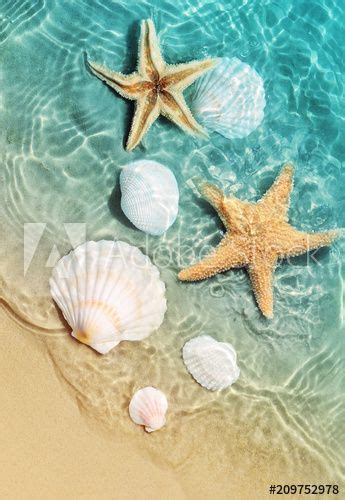 Seashells Wallpaper