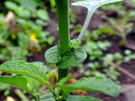 Solanum Bulbocastanum Solanaceae Image 76907 At PhytoImages Siu Edu