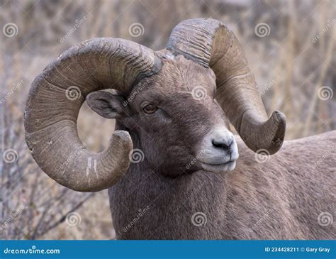 Colorado Rocky Mountain Bighorn Sheep Mature Bighorn Ram Stock Image