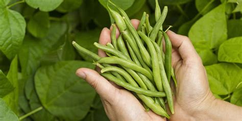 Comment Cultiver Et Récolter Les Haricots Verts