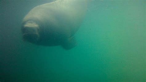 Manatee Florida Manatee Manatee The Day Bing And Manatee Sea