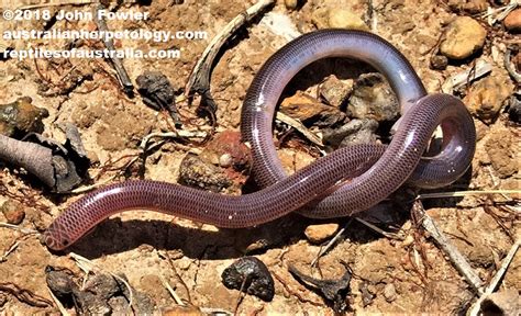 Blackish Blind Snake Anilios Nigrescens