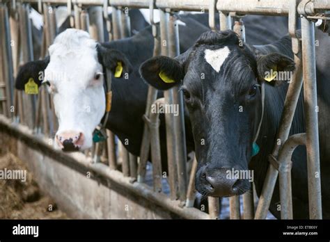 Dos vacas blanco y negro mire a través de bares en holandés estable