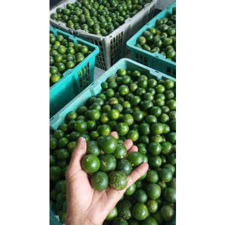 Jual JERUK KASTURI JERUK SONKIT JERUK KUNCI LEMON CUI Shopee Indonesia