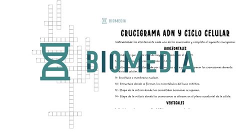 Crucigrama Adn Y Ciclo Celular Xppp