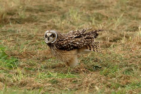 Short Eared Owl Rspb Bempton Cliffs Michael Atkinson Flickr