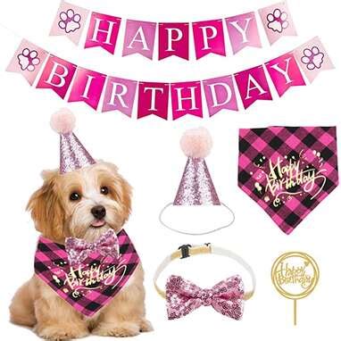 11 Best Dog Birthday Outfits You Can Get Online - DodoWell - The Dodo