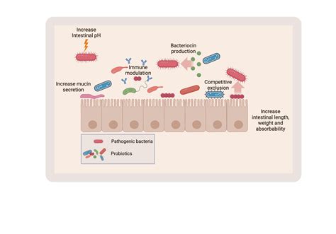 Modes Of Action Of Probiotics In The Gut Biorender Science Templates