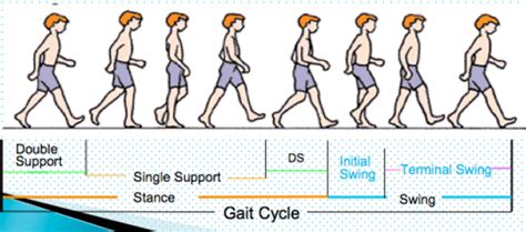 Abnormal Gait (Pearce) Flashcards | Quizlet