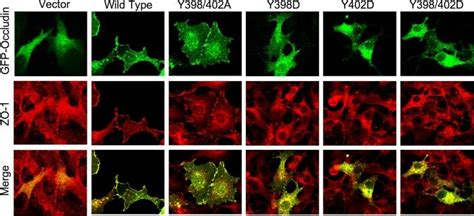 Y D And Y D Mutations In Human Occludin Prevents Its Localization