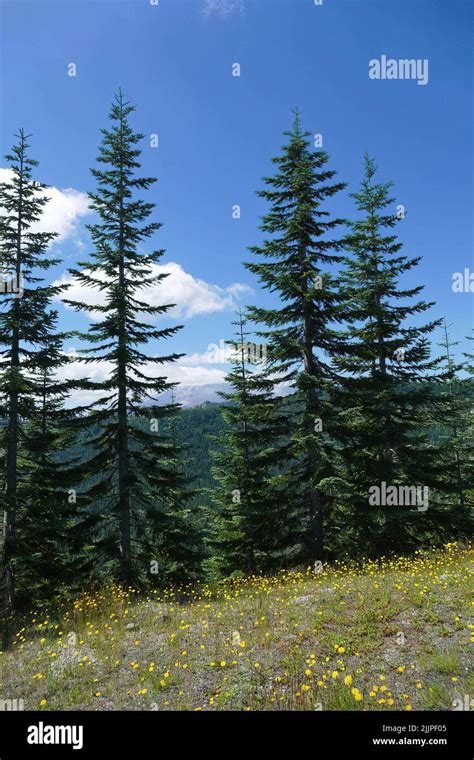 A Natural View Of Tall Pine Trees In Eastern Washington Usa Under A