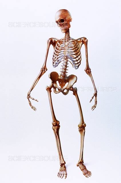 Photograph | Human skeleton | Science Source Images