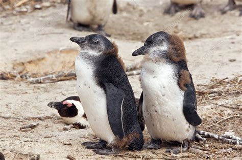 African penguins - Stock Image - C015/4874 - Science Photo Library