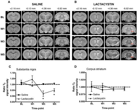 Representative Longitudinal In Vivo T2w Mr Images Acquired From A