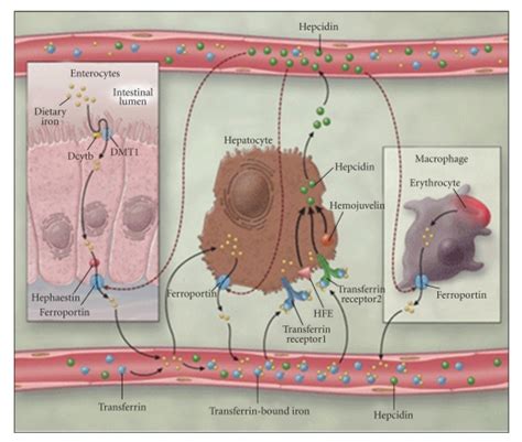 Iron Absorption And Transport 4 Reproduced With Permission From Mms Download Scientific