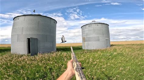 Pigeon Hunting Old Grain Bins At Close Range Hundreds Of Pigeons