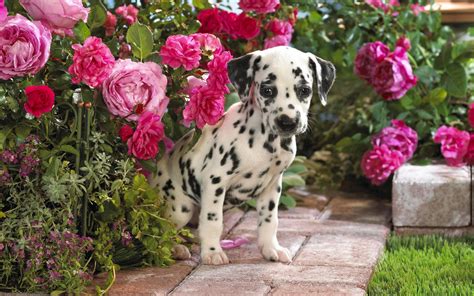 Cute Dalmatian Puppy Among Pink Flowers Hd Wallpaper By Scott Ford