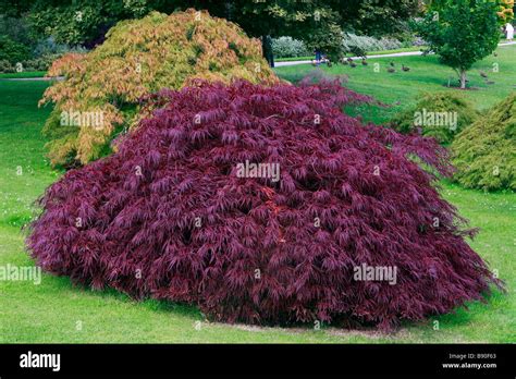 Acer palmatum Dissectum Nigrum Stock Photo - Alamy