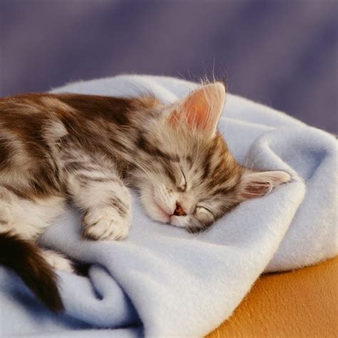 Cutest Photos of Kittens Sleeping | Reader's Digest