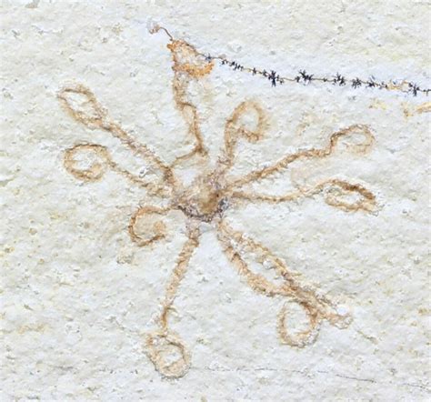 Floating Crinoid Saccocoma Solnhofen Limestone For Sale 58297