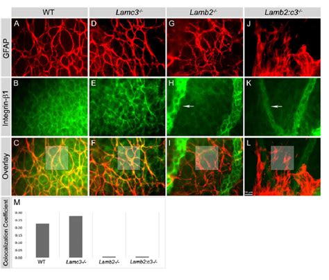 Deletion of laminins affects expression of β1 integrin in astrocytes in