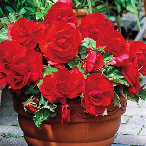 Superba Low Growing Begonia Collection Brecksbulbs Ca