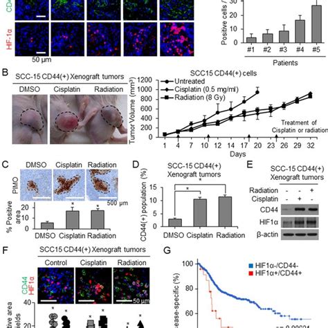 Hif Notch Signaling Plays A Critical Role In Cd Cells Of Hnscc