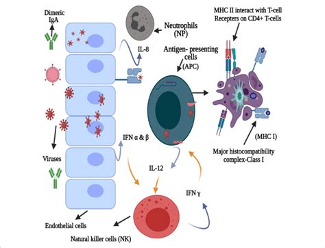 | Bacteriocin-induced innate immune response against the virus ...