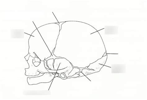 Fetal Skull Fontanels Diagram Quizlet