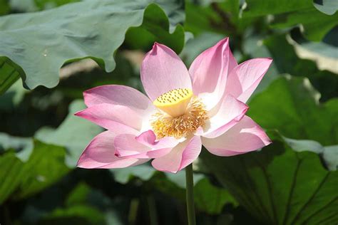 Lotus Flower Care | Best Flower Site