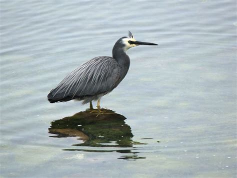 Otago Peninsula Wildlife : Elm Wildlife Tours - Otago Peninsula ...