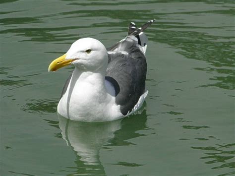 World Bird Wednesday Seagull