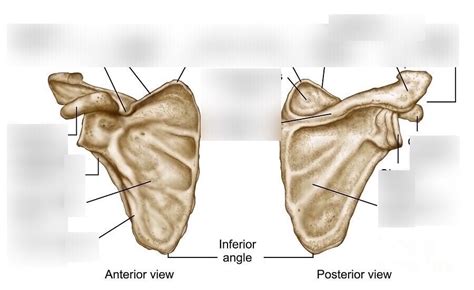 Scapula bone markings Diagram | Quizlet