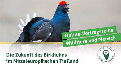 Djv Online Vortragsreihe Wildtiere Und Mensch Birkhuhn Youtube