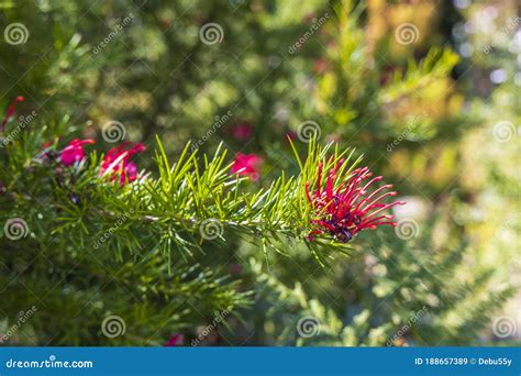 Flores Rosadas Profundas De Grevillea Canberra Gem Imagen De Archivo