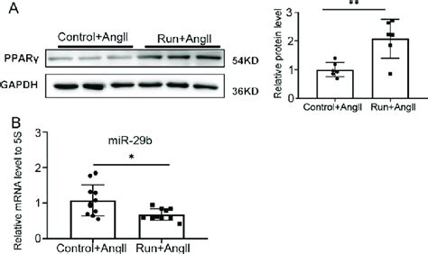 Exercise Upregulates Pparg And Downregulates Mir B In Angiiinduced