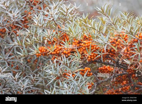 Sea Buckthorn Hippophae Rhamnoides Is A Plant Found Throughout Europe