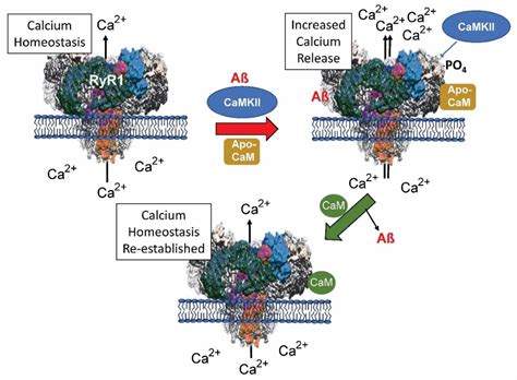 Figure From Calmodulin Binding Proteins And Alzheimers Disease