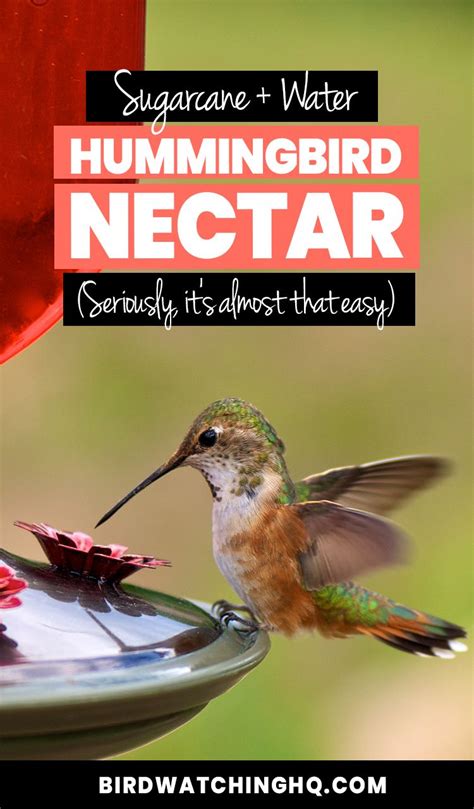 Easy Hummingbird Nectar Recipe W Only Two Ingredients Hummingbird