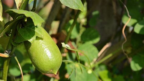 How To Grow Finger Limes Bunnings Australia