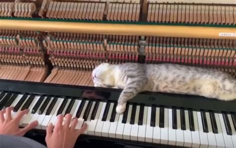 Create meme "Piano, Piano, cat on piano, cat on the piano" - Pictures ...