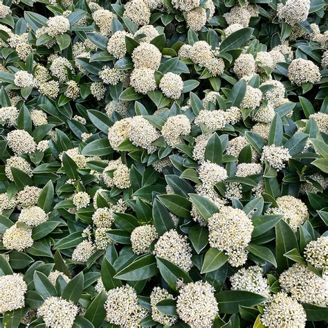 Skimmia Kew Green Pot Size L The Boma Garden Centre