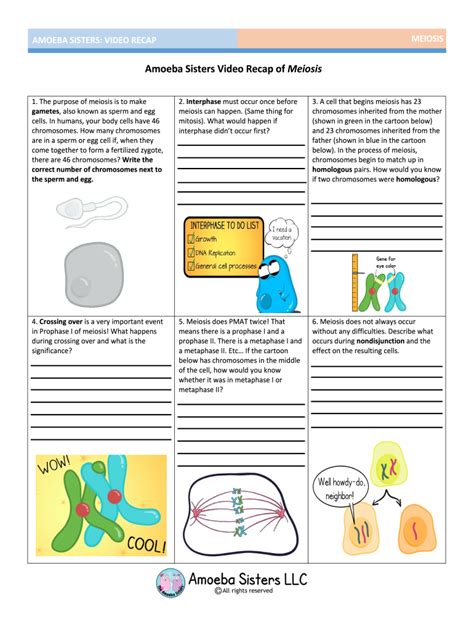 Amoeba Sisters Mitosis Worksheet 10++ Amoeba Sisters Mitosis