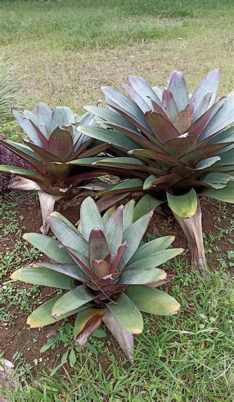 Un Grupo De Plantas Ornamentales Tropicales Con Hojas Verdes Rojizas